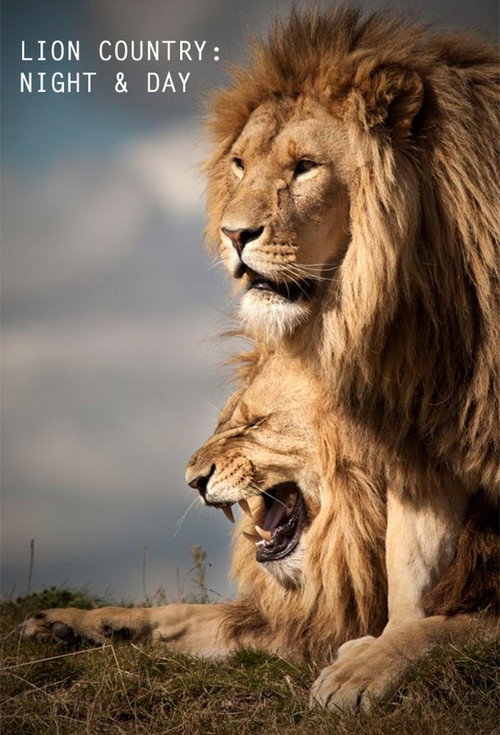 Lion Country: Night and Day — постер