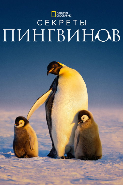 Секреты пингвинов — постер