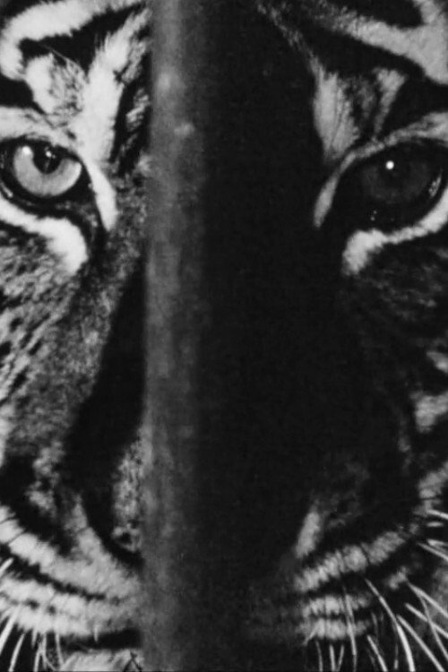 Marguerite Duras chez les fauves — постер