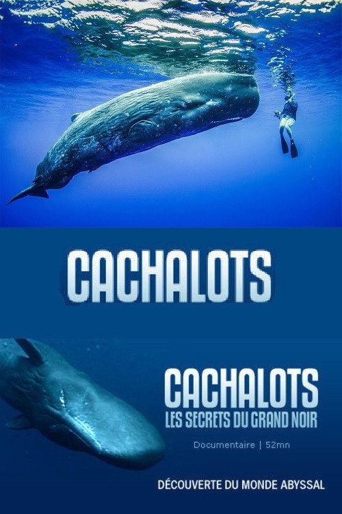 Cachalots, les Secrets du Grand Noir — постер