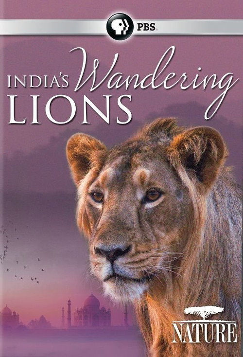 India's Wandering Lions — постер