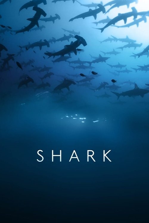 Shark — постер