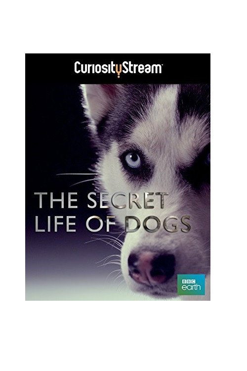 The Secret Life of Dogs — постер