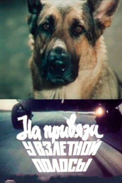 На привязи у взлетной полосы — постер